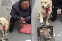 Ngỡ ngàng với chú chó giải Toán như học sinh lớp 1