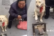 Ngỡ ngàng với chú chó giải Toán như học sinh lớp 1