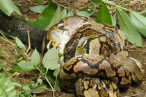 Ảnh động vật tuần: Hổ mang chúa cắn chết trăn, hươu "khoe dáng"...