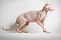 Những giống mèo lạ lùng nhất ít ai biết (2)