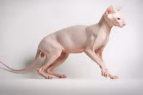 Những giống mèo lạ lùng nhất ít ai biết (2)