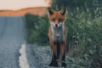 Đẹp tuyệt mỹ ảnh động vật trong rừng Scandinavia