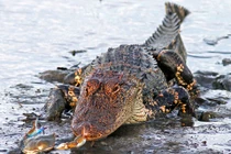 Hú hồn cảnh thoát khỏi hàm cá sấu trong gang tấc