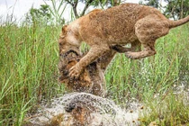 Ảnh động vật tuần: Cặp sư tử cùng mẹ quyết chiến ác liệt