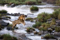 Độc đáo cuộc sống động vật hoang dã ở Maasai Mara