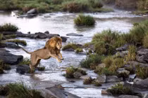 Độc đáo cuộc sống động vật hoang dã ở Maasai Mara