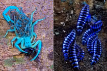 Vẻ khác lạ của động vật dưới ánh sáng cực tím