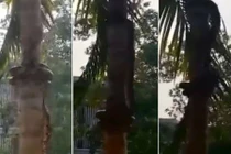Kinh hãi xem trăn khổng lồ leo cây ở Thái Lan