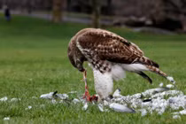 Ảnh động vật: Chim ưng đuôi lửa xẻ thịt bồ câu trong công viên Mỹ