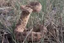 Ảnh động vật tuần: Rắn đuôi chuông gồng mình phòng thủ