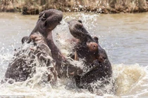 Hà mã thủy chiến ác liệt tranh giành ngôi đầu đàn