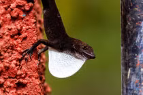 Ảnh động vật: Thằn lằn Cuba xòe yếm trắng tán tỉnh bạn tình