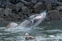 Hãi hùng cảnh sư tử biển xẻ thịt cá mập