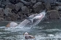 Hãi hùng cảnh sư tử biển xẻ thịt cá mập