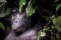 Ảnh động vật đẹp nhất 2016 trên National Geographic