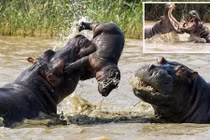 Lạc vào trận chiến của đồng loại, hà mã con chết thảm