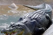 Cận cảnh những động vật siêu khủng khó tin