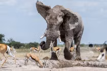 Voi đực khổng lồ xấu tính giành chỗ của linh dương