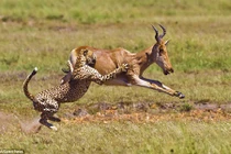 Kinh hoàng xem báo gấm rượt đuổi linh dương đến nghẹt thở