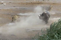 Cận cảnh tê giác mang thai đánh bại sư tử sống sót