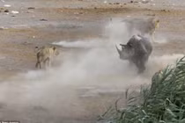 Cận cảnh tê giác mang thai đánh bại sư tử sống sót