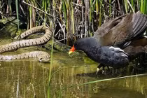 Ảnh động vật tuần: Gà gô đối đầu rắn cỏ