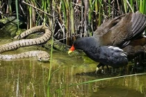 Ảnh động vật tuần: Gà gô đối đầu rắn cỏ