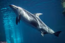 Cận cảnh cá heo sinh con cực hiếm