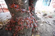 Ảnh động vật tuần: Cua đỏ di cư trên đảo Giáng sinh