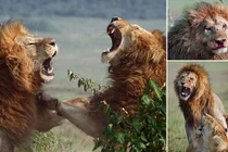 Khốc liệt cảnh sư tử đực đánh nhau chí tử giành bạn tình