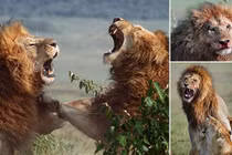 Khốc liệt cảnh sư tử đực đánh nhau chí tử giành bạn tình