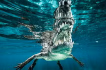 Cận cảnh hàm răng cá sấu khổng lồ ở Cuba