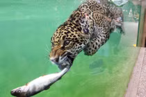 Ảnh động vật tuần: Báo đốm Mỹ lao xuống nước bắt cá