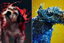 Phương pháp vẽ tranh độc, dị của chó "Picasso" 