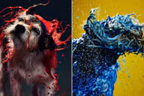 Phương pháp vẽ tranh độc, dị của chó "Picasso" 