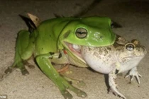 Ảnh động vật tuần ấn tượng: Ếch xanh ăn thịt đồng loại