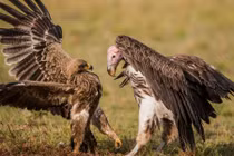 Ảnh động vật tuần: Thiên nga "khoe dáng", đại bàng và kền kền đánh nhau...