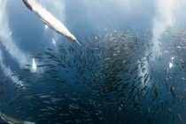 Cận cảnh cá mòi bị truy sát trong mùa di cư