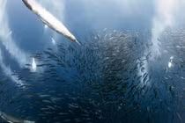 Cận cảnh cá mòi bị truy sát trong mùa di cư