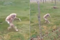 Video vượn đi khệnh khạng như người “gây bão“