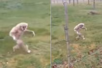 Video vượn đi khệnh khạng như người “gây bão“