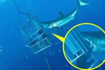 Thợ lặn mạo hiểm cho tay vào miệng cá mập khổng lồ