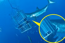 Thợ lặn mạo hiểm cho tay vào miệng cá mập khổng lồ