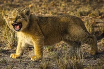 Yêu chết được, sư tử con trốn mẹ tập làm “người lớn” 