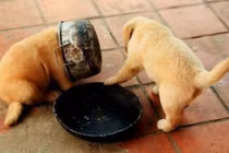 Khoảnh khắc không đỡ nổi của những cún cưng siêu quậy