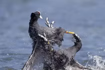 Ảnh động vật tuần qua: Sâm cầm đại chiến ác liệt