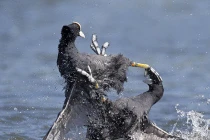 Ảnh động vật tuần qua: Sâm cầm đại chiến ác liệt