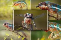 Tắc kè hoa phóng lưỡi tóm chuồn chuồn trong chớp mắt