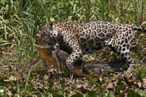 Ảnh báo gấm hạ sát cá sấu trên bờ sông