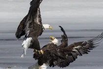 Đại bàng quyết chiến tranh mồi kịch liệt trên mặt sông